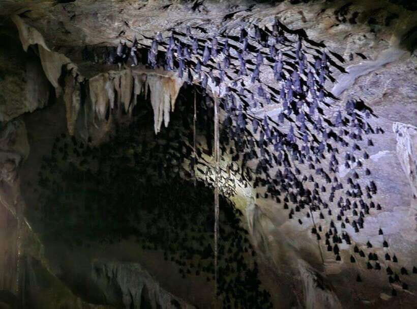 Mangrovetour Sharing Package - Lunch include in Langkawi - A Detailed Look at the Langkawi Mangrovetour Sharing Package