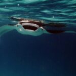 Manta Mania - Manta Ray Night Snorkel - Small-Group Experience In Kona, Hawaii - Who Would Love This Tour?