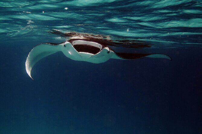Manta Mania - Manta Ray Night Snorkel - Small-Group Experience In Kona, Hawaii - Who Would Love This Tour?