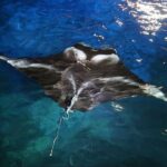 Manta Ray Night Snorkel Experience of a Lifetime - Who Should Consider This Tour?