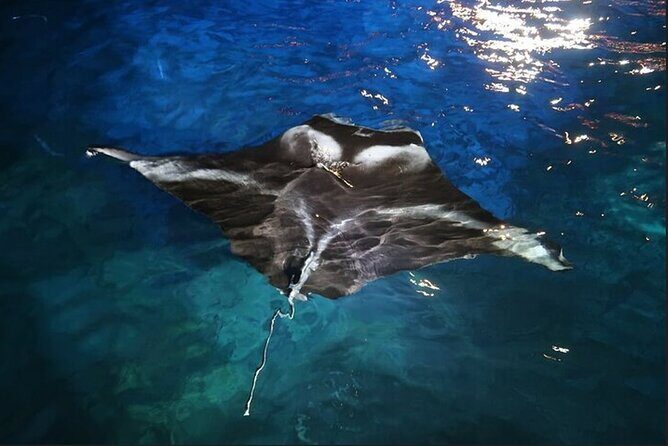 Manta Ray Night Snorkel Experience of a Lifetime - Who Should Consider This Tour?
