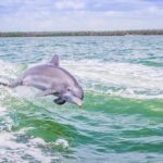Marco Island Dolphin Sightseeing Tour - What Sets This Tour Apart