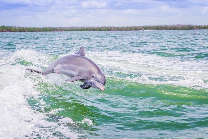 Marco Island Dolphin Sightseeing Tour - What Sets This Tour Apart
