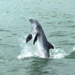 Marco Island Private Tubing, Dolphin Watching and Shelling Tour - Practical Details and Booking
