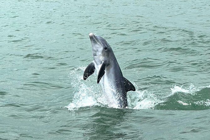 Marco Island Private Tubing, Dolphin Watching and Shelling Tour - Practical Details and Booking