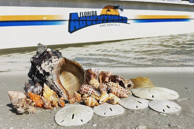 Marco Island Wildlife Sightseeing and Shelling Tour - Who Should Consider This Tour?