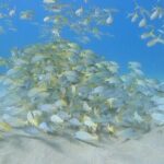 Marine Ecology Snorkel from Electric Beach Oahu with Photos - In-Depth Look at the Marine Ecology Snorkel from Electric Beach