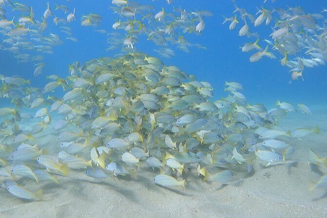 Marine Ecology Snorkel from Electric Beach Oahu with Photos - In-Depth Look at the Marine Ecology Snorkel from Electric Beach