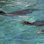 Marine Ecology Tour in La Paz Mexico - The Sum Up: Who Will Love This Experience?