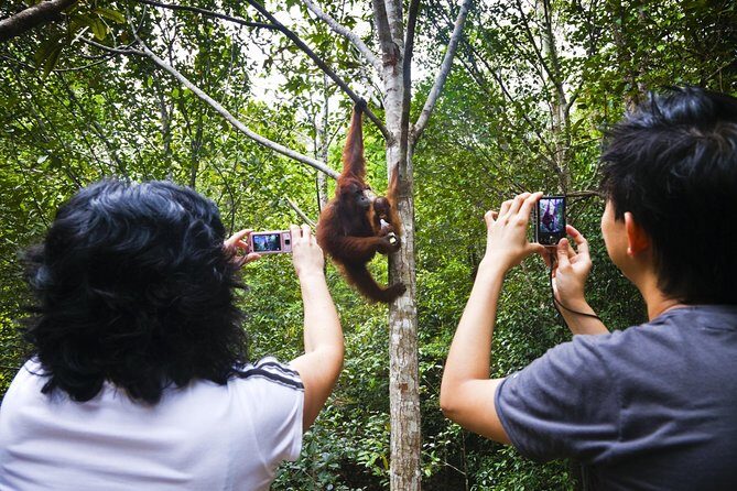 Marvellous Creature Orangutan : Sarawak Semenggoh Wildlife Centre Tour - In-Depth Look at the Sarawak Semenggoh Wildlife Centre Tour