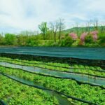 Matsumoto Everything: Castle, Miso, Wasabi, Wine & Ukiyo-e - Who Would Love This Tour?