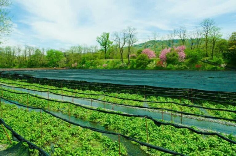 Matsumoto Everything: Castle, Miso, Wasabi, Wine & Ukiyo-e - Who Would Love This Tour?