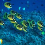 Maui Beach Shoreline Snorkel - Frequently Asked Questions