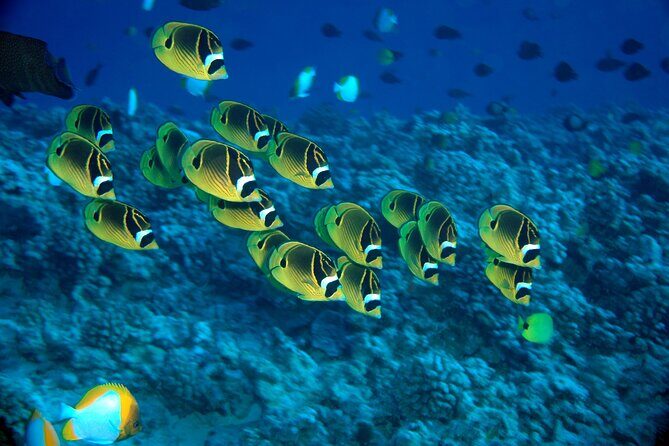 Maui Beach Shoreline Snorkel - Frequently Asked Questions