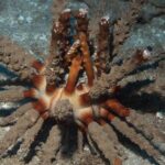 Maui Certified Shore Diving from Lahaina - FAQ