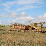 Maui Pineapple Tour: Farm and Feast Experience - Final Thoughts: Why Choose the Maui Pineapple Tour?