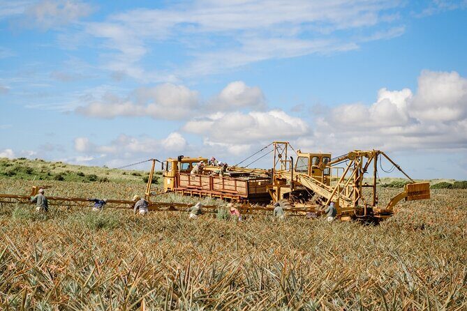 Maui Pineapple Tour: Farm and Feast Experience - Final Thoughts: Why Choose the Maui Pineapple Tour?