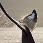 Maui Premium Sunset Dinner Cruise & Whale Watch - An In-Depth Look at the Maui Whale-Watching Experience