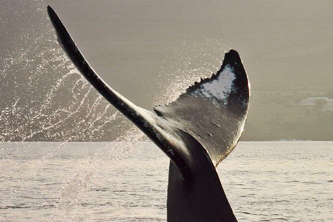 Maui Premium Sunset Dinner Cruise & Whale Watch - An In-Depth Look at the Maui Whale-Watching Experience