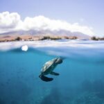 Maui Snorkeling Boat Tour to Turtle Town Aboard Quicksilver - What the Reviews Say