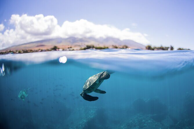 Maui Snorkeling Boat Tour to Turtle Town Aboard Quicksilver - What the Reviews Say