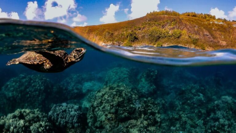Maui: Turtle Town Sunset Glow Snorkel With Optional Photo - The itinerary in detail