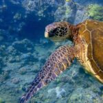 Maui's Only Clear Bottom Kayak Rental (priced per tandem kayak) - What Travelers Say: Authentic Feedback