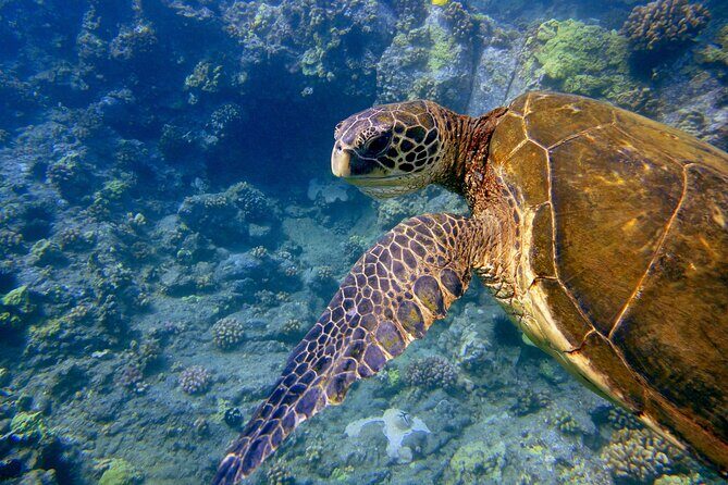 Maui's Only Clear Bottom Kayak Rental (priced per tandem kayak) - What Travelers Say: Authentic Feedback