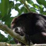 Mayan Jungle Adventure (Private, Full Day) - FAQ