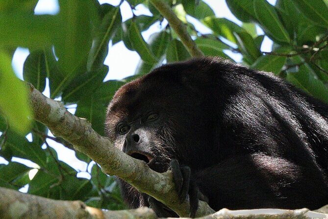 Mayan Jungle Adventure (Private, Full Day) - FAQ