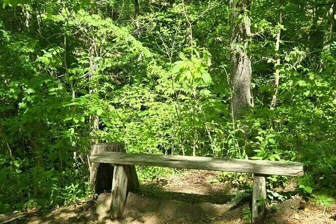 Meditative, Forest Bathing Hike followed by Yoga on the Deck
