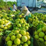 Mekong Delta 2Day Tour: Cai Rang Floating Market, My Tho, Can Tho - Final Thoughts