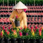 Mekong Delta Tour 2-Day (SaDec  Can Tho - My Tho - Ben Tre) - The Practical Side: What You Need to Know