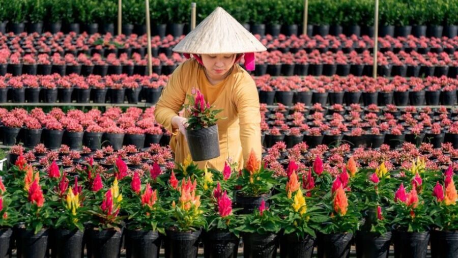 Mekong Delta Tour 2-Day (SaDec  Can Tho - My Tho - Ben Tre) - The Practical Side: What You Need to Know