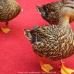 Memphis 3.5h Walking Tour with Beale Street & Sun Studio - FAQs