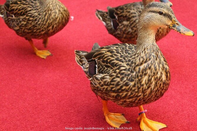 Memphis 3.5h Walking Tour with Beale Street & Sun Studio - FAQs