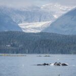 Mendenhall Glacier Visitor Center and Ultimate Whale Watch Combo - Who Should Consider This Tour?