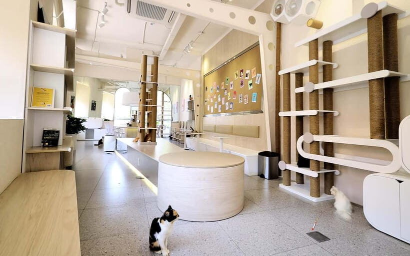 Méo Meo Cat Cafe in Center of Saigon - Frequently Asked Questions