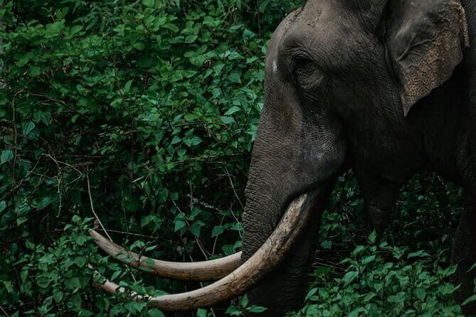 Mesmerizing Munnar: A Journey Through Paradise - Frequently Asked Questions (FAQs)