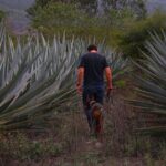 Mezcal Tour Oaxaca - The Sum Up