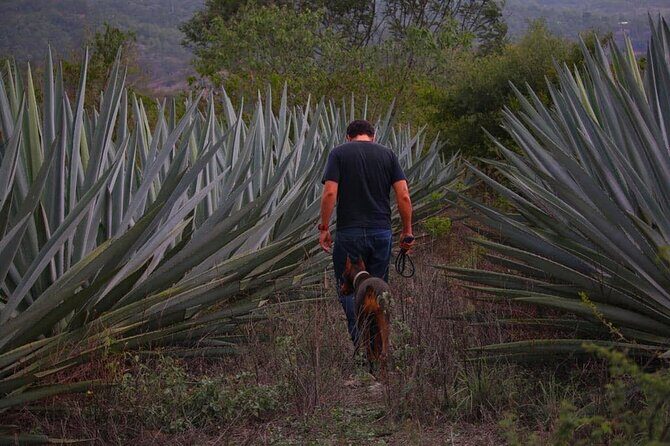 Mezcal Tour Oaxaca - The Sum Up