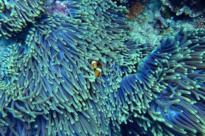 Miami: Snorkeling Adventure in Miami for Beginners Private Yacht - FAQs