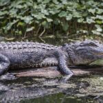 Miami Trilogy: City Tour, Boat Cruise and Everglades Adventure - Real Travelers’ Insights