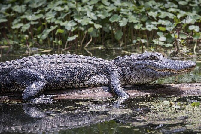 Miami Trilogy: City Tour, Boat Cruise and Everglades Adventure - Real Travelers’ Insights