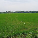 Midday Cruise with Village Life - Exploring the Kumarakom Midday Backwater Cruise in Detail
