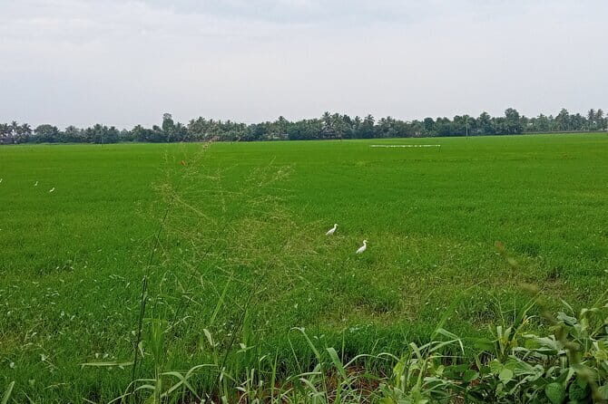 Midday Cruise with Village Life - Exploring the Kumarakom Midday Backwater Cruise in Detail