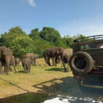 Minneriya: Elephant Safari at Minneriya Park - Hotel Pickup - Why Choose the Minneriya Elephant Safari?