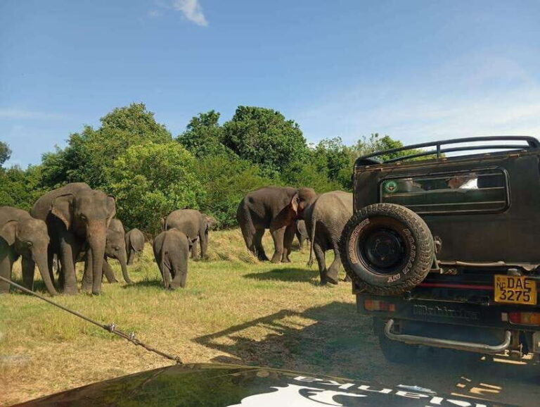 Minneriya: Elephant Safari at Minneriya Park - Hotel Pickup - Why Choose the Minneriya Elephant Safari?