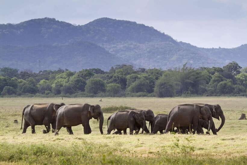 Minneriya half day elephant safari/largest gathering - What Travelers Say