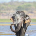 Minneriya Half Day Safari Tour - An In-Depth Look at the Minneriya Half Day Safari Tour